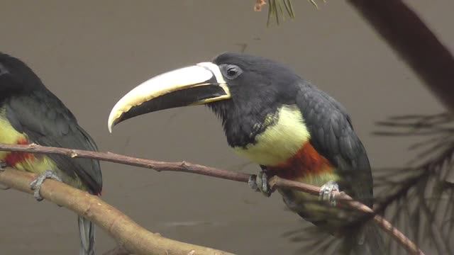 Туканы Арасари в зоопарке. Toucan aracari #birds #bird #toucanbird #птицы #zoo