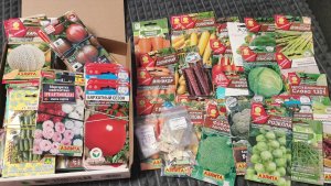 Огромная посылка с семенами от Светланы! Томаты Софии Сааковой какие лучше?