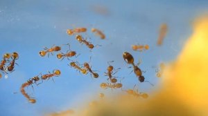 Муравьи которые живут в желуде.Temnothorax