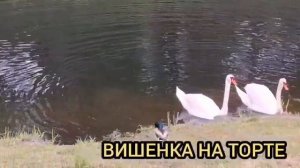 ОБЕ ЛЫКА НЕ ВЯЖУТ! ЮЛЯ СТАР. ОБЗОР.