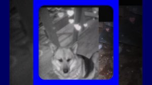 1000043120.mp4 (Собака наблюдает за лайфхаками при строительстве дома А-фрейм)