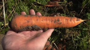 Сорт моркови МАРМЕЛАДНИЦА