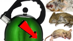 Как избавиться от мышей и крыс навсегда За 3 Секунды.!!.!!.!!...