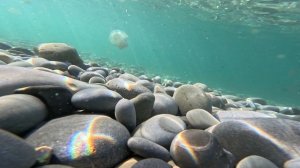 лазаревское,сочи, медуза