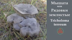 Мышата или Рядовки землистые - Tricholoma terreum. Сравнение с Рядовкой штриховатой.