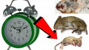 Как избавиться от мышей и крыс навсегда За 3 Секунды!!.!!.!!
