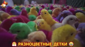 Цыплята милые пушистики растут на радость хозяину (108)
