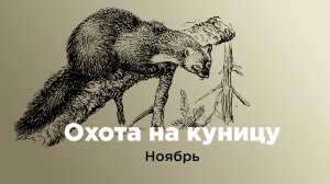 Охота на куницу. Ноябрь