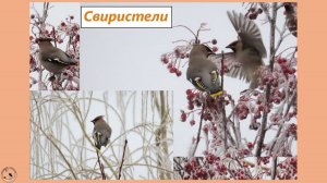 Свиристели едят ледяные ягоды. Но не объедаются, а делают паузы, чтоб не замерзнуть.
