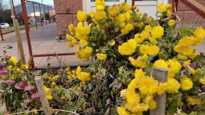 железноводс  декабрь     25 г