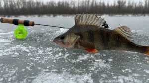 Раздача окуня на "Ваучер". Первый лёд 2025-2026. Зимняя рыбалка на реке