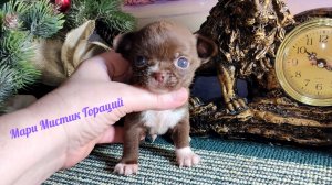 Гораций вес 330 грамм #скидки #МИНИ_чихуахуа +79215950848 #купитьщенкапродаю