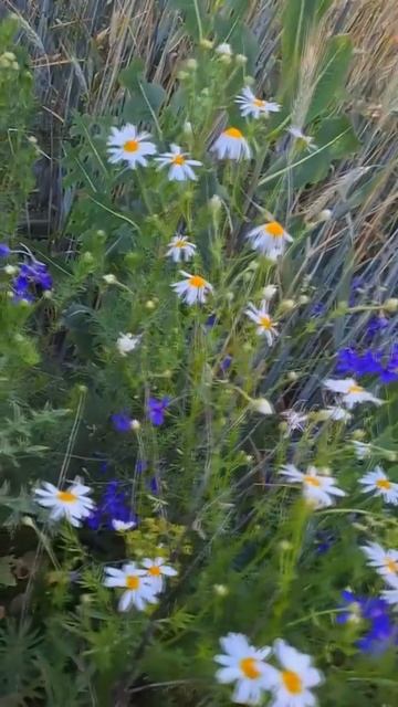 Воды ясные / 2