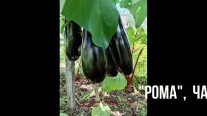 БАКЛАЖАНЫ. ЧТО ПОСАДИТЬ В 2026Г.