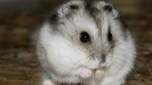 Хома в деле