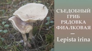 Съедобная Рядовка фиалковая - Lepista irina