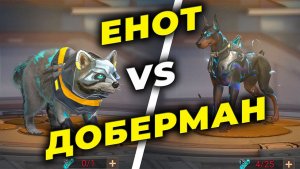 NEW: Енот - Сравнение Енота и Добермана - State of Survival