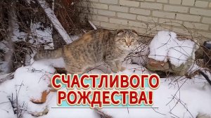 Счастливого Рождества! Музыкальное поздравление