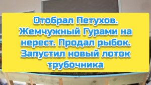 Отобрал Петухов. Жемчужный Гурами на нерест. Продал рыбок. Запустил новый лоток трубочника