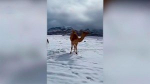 Верблюды в шоке: опубликованы кадры снега в пустыне Саудовской Аравии.