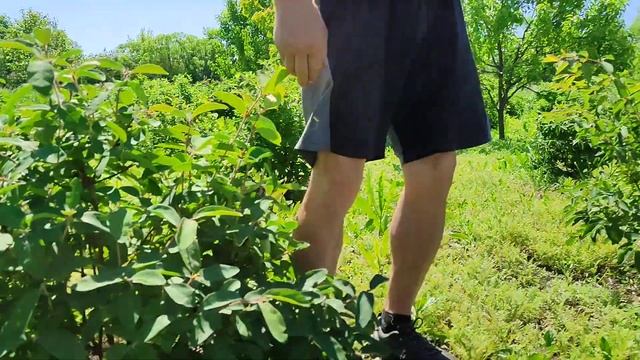 Готовь сани летом. Зайцы тоже любят жимолость.