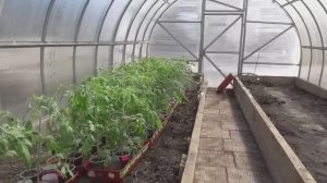 Как я делаю лунки для томатов в теплице в этом году. Показываю со всеми подробностями.