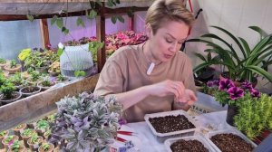 ЭУСТОМА.ПОСЕВ СЕМЯН НА РАССАДУ.2026