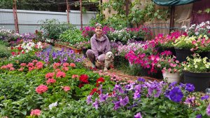 Знакомьтесь с сортами петунии многоцветковой, устойчивой к болезням и засухе! Бригитта и Синеглазка