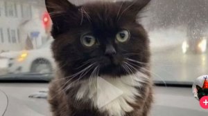 фнаф просто фнаф 7