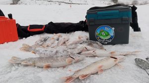 Открыли зимний сезон рыбалки 2025-2026г, щука на жерлицы, только вываживание.