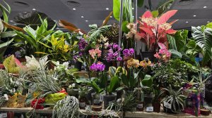 Зимний Орхидиум - стрим! Ярмарка орхидей и другой экзотики в Москве Запись стрима с ютуба от21.12.25