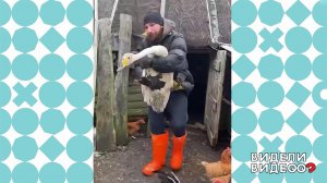 Спасенный лебедь. Видели видео? Фрагмент выпуска от 21.12.2025