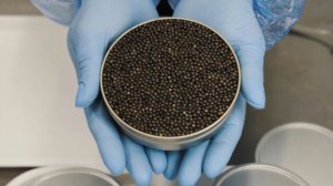 Более 5 тонн фальсифицированной черной икры выявили в России за год