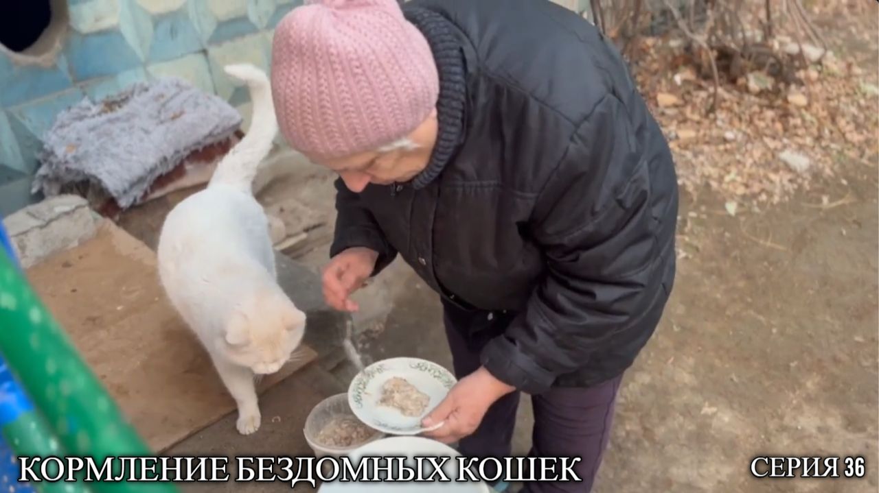 Кормление бездомных кошек (серия 36)