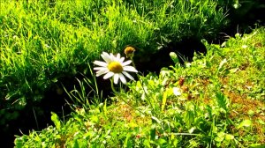 Одинокая ромашка