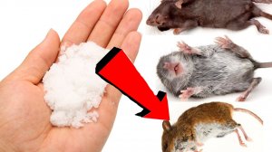 Как избавиться от мышей и крыс навсегда За 1 минуту.!.