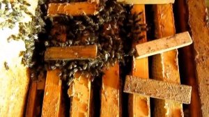 ЗИМОВКА СР ПЧЁЛ , БЕССМЕРТНАЯ ПЧЕЛОСЕМЬЯ ...