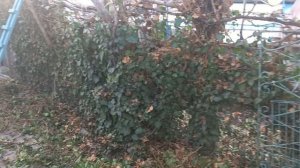 Предновогодняя обрезка сада 2. Помощницы Пуля и Баска. Севастополь 18.12.25