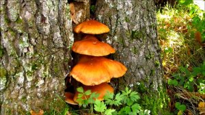 Деревья в грибах. Осень.