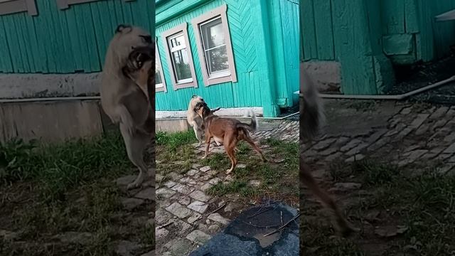 вдвоем всегда всегда веселей