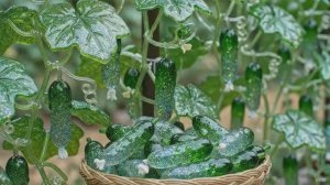 Стеклянные огурцы 💫 Погружение в сказку: восхитительное волшебство ✨ АСМР [AI ASMR]