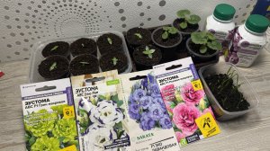 ЭУСТОМА. Посев, пикировка, подкормки. Обзор рассады и новых семян