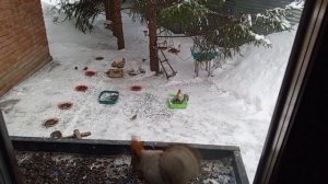 субботний день в вольном зоопарке