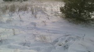 Охота на хитрого зайца 10.12.2025