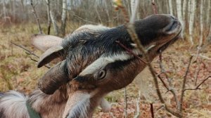 Как определить беременность козы по ее молоку