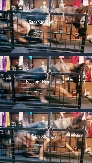 Тренировка на беговой дорожке смотреть онлайн