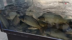 Карпы слоники и деликатесы вкусные #обзор #рыба