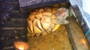 5 минут анекдотов от умной колонки Маруся 21 декабря 2025. Красноухие черепахи 🐢🐢🐢