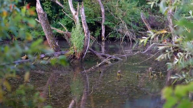 Пение птиц Звуки птиц Красивое пение птиц Успокаивающие звуки Птицы Медитация Пение птиц для сна