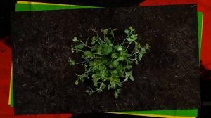 Проморолик офуллерене_С60 /Full Energy/